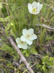 Parnassia glauca