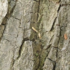 Cameraria ohridella