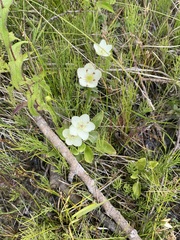 Parnassia glauca