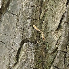 Cameraria ohridella