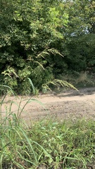 Echinochloa crus-galli