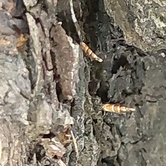 Cameraria ohridella