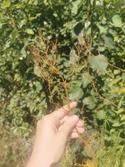 Cuscuta campestris