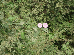 Calystegia sepium spectabilis