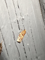 Phaecasiophora niveiguttana