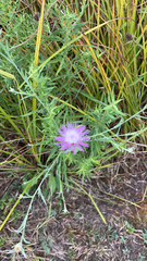Centaurea stoebe