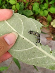 Danaus chrysippus