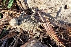Phrynosoma cornutum