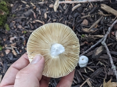 Russula fragilis