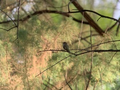 Archilochus alexandri