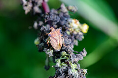 Carpocoris fuscispinus