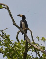 Lophoceros fasciatus