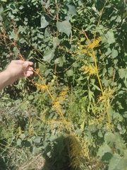 Cuscuta campestris