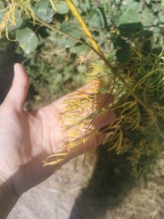 Cuscuta campestris