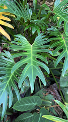 Thaumatophyllum xanadu