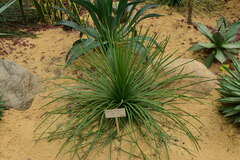 Agave stricta