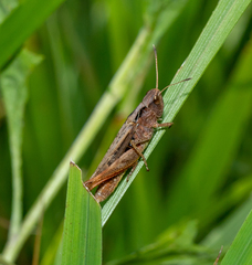 Gomphocerippus rufus