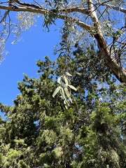 Eucalyptus globulus
