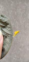 Eurema blanda