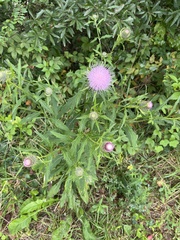 Cirsium discolor