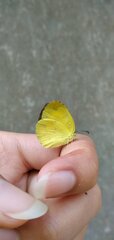 Eurema blanda