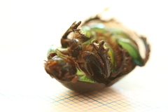 Sericotrupes niger