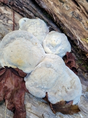 Trametes gibbosa