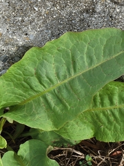 Rumex obtusifolius