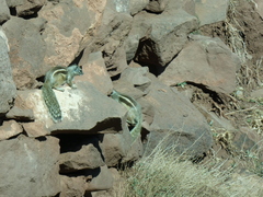 Atlantoxerus getulus