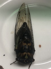 Neotibicen lyricen