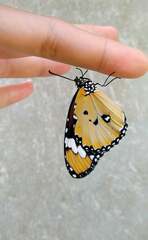 Danaus chrysippus