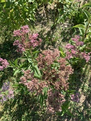 Eupatorieae