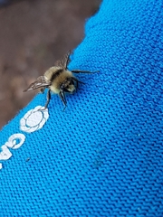 Bombus vancouverensis
