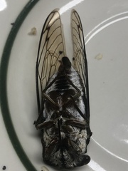 Neotibicen lyricen