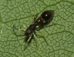 Synemosyna formica