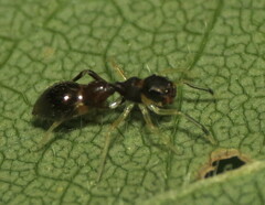 Synemosyna formica