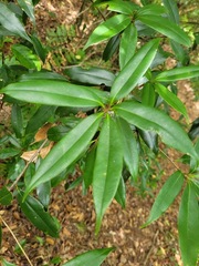 Quercus sessilifolia