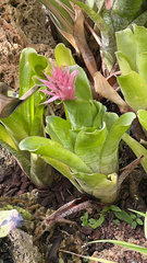 Aechmea fasciata