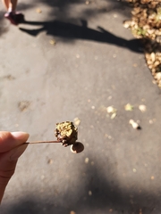 Andricus quercuscalicis