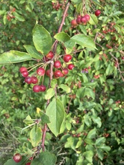 Malus baccata