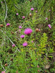Centaurea nigra