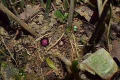 Aspidistra oblanceifolia