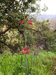 Phycella cyrtanthoides