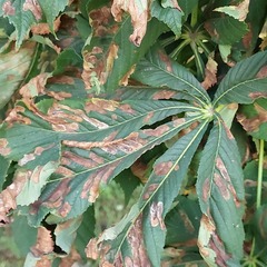 Cameraria ohridella