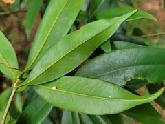 Quercus sessilifolia