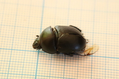 Sericotrupes niger