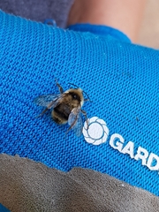 Bombus vancouverensis