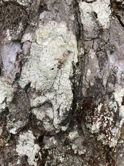 Mycoblastus sanguinarius