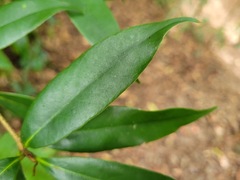 Quercus sessilifolia