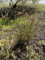Juncus effusus
